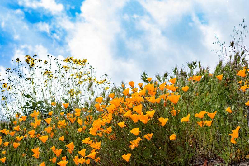 Why You Should Consider Native Plants for Your Home’s Landscaping