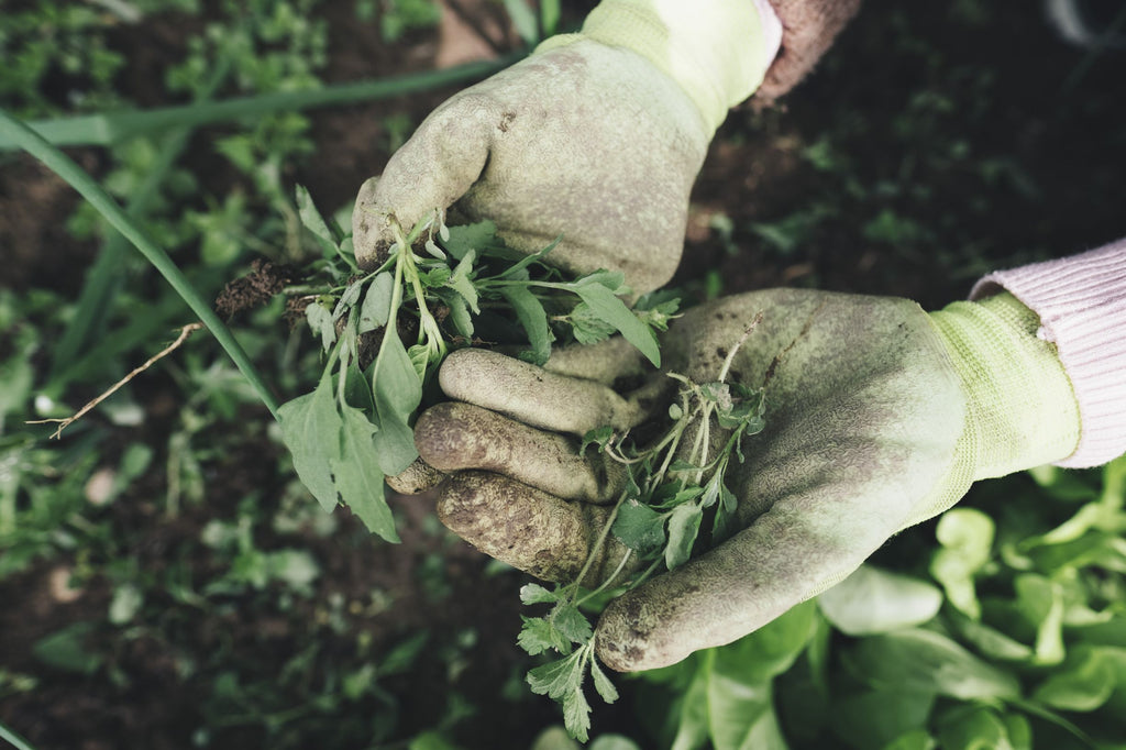 How to Deal with Weeds in Your Organic Garden