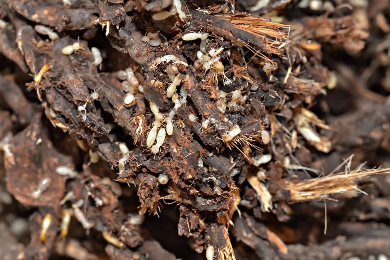 How to Remove Termites From a Property Without Using Chemicals