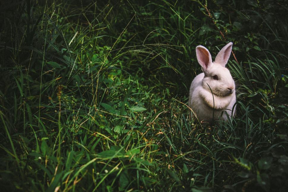 Rabbit cruelty-free cover